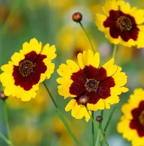Coreopsis tinktoria