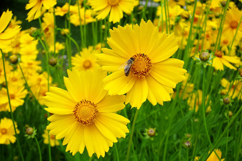 Coreopsis