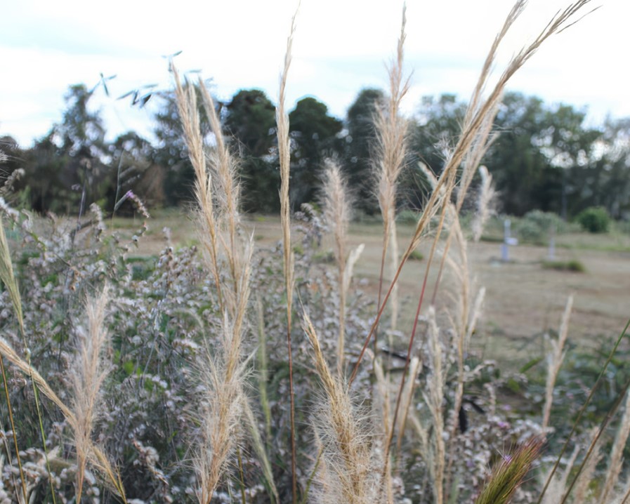 Capim aristida
