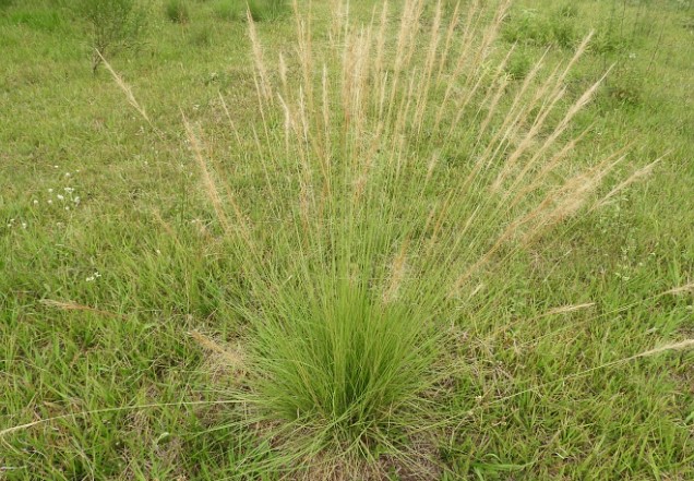 Capim barba-de-serpente