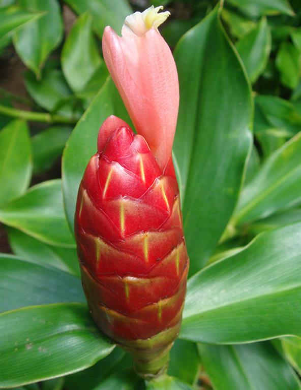Costus Rosa