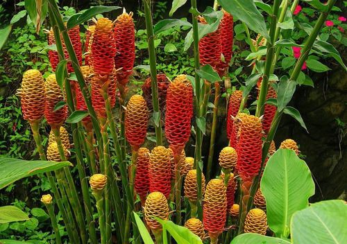 Cotonete-de-elefante