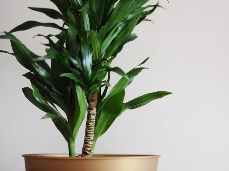 Dracena Verde