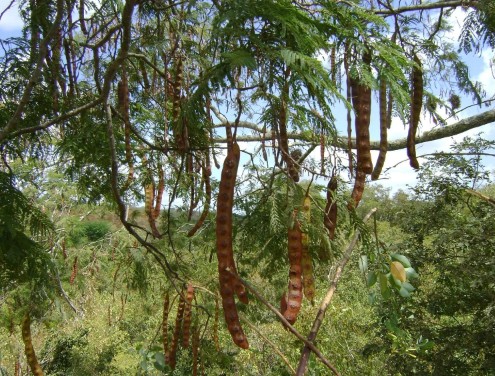 Angico Vermelho
