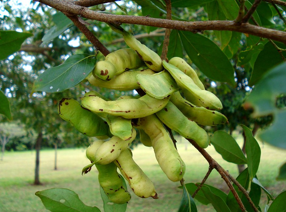 Ingá