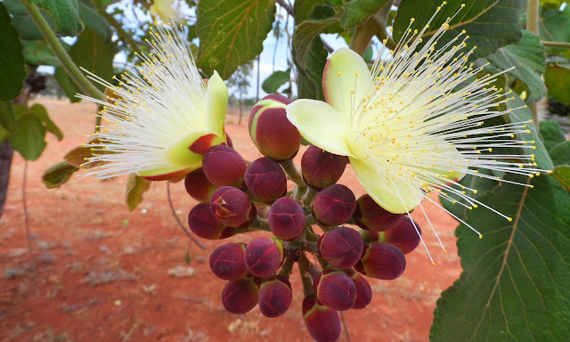 Pequizeiro