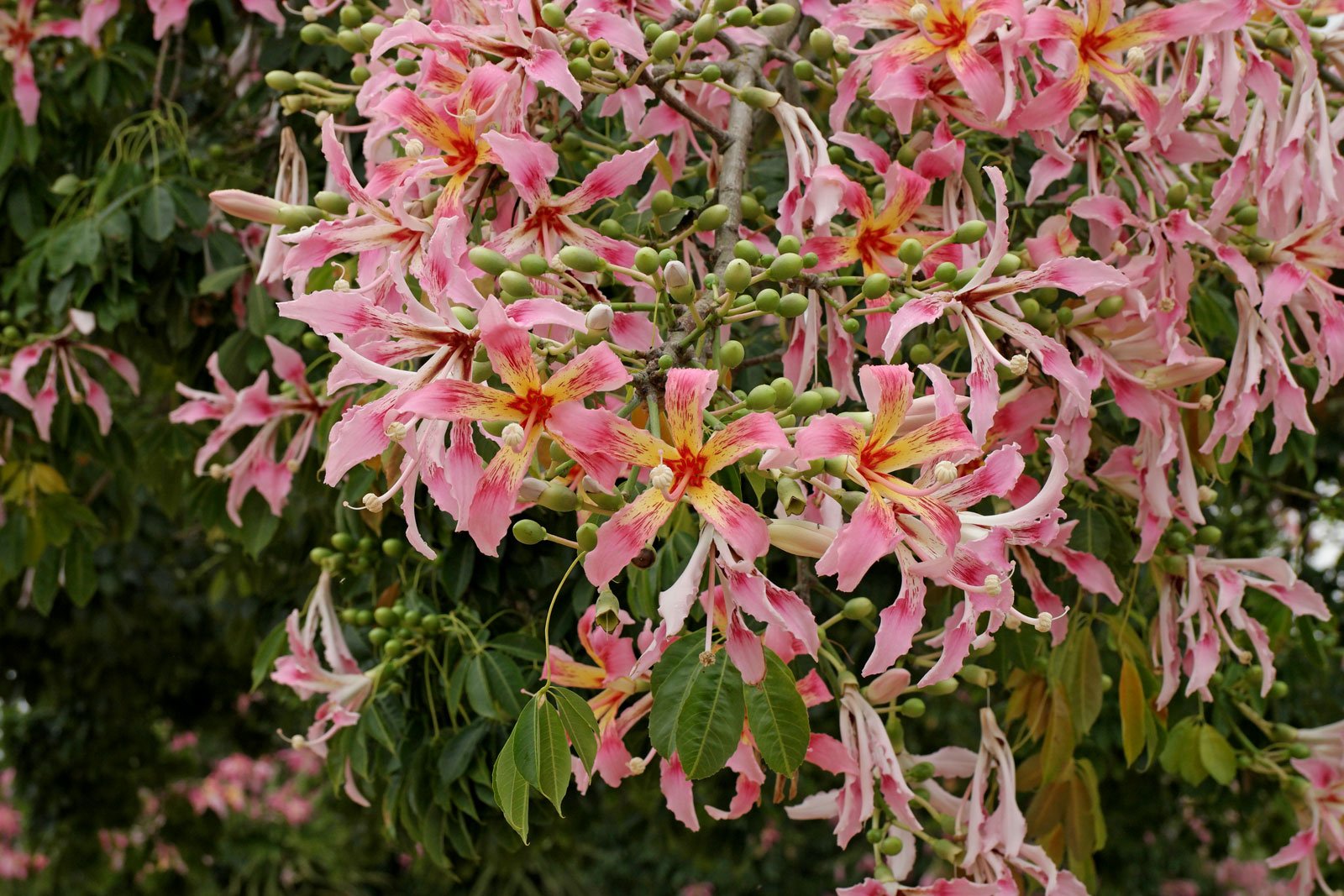 Paineira