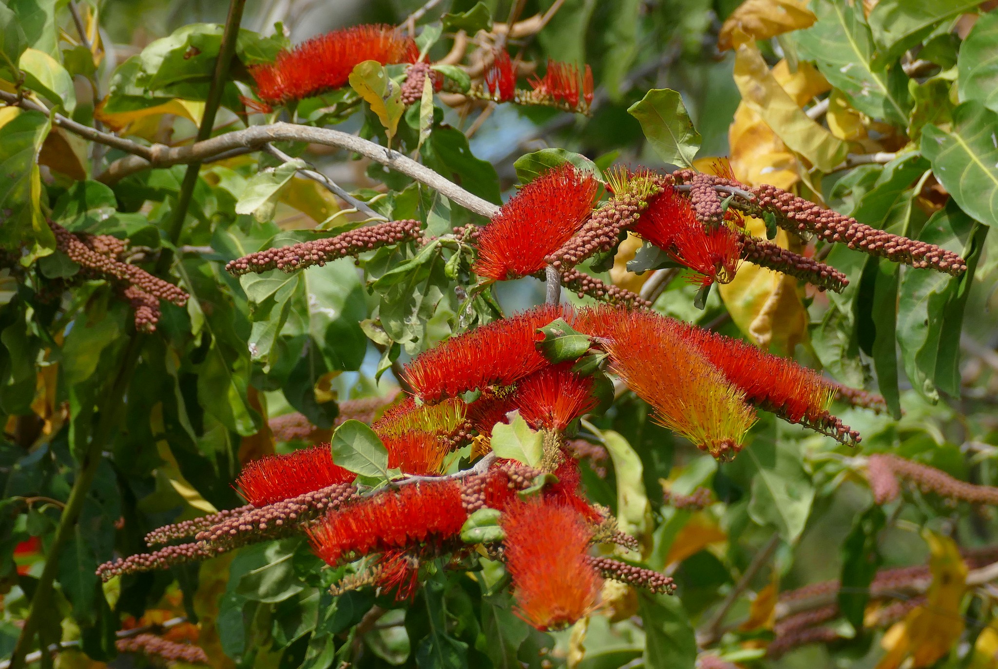 Escova-de-macaco