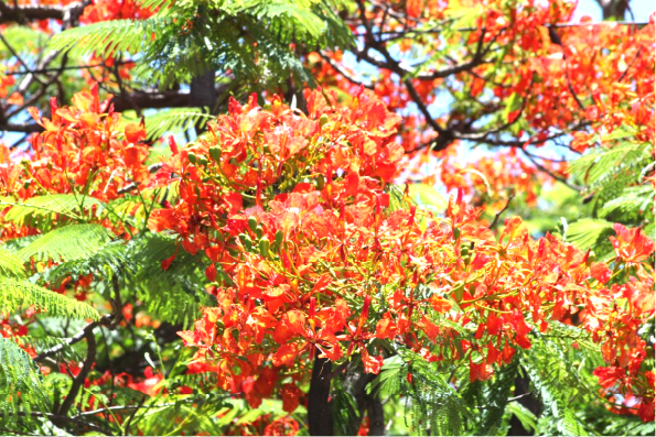 Flamboyant