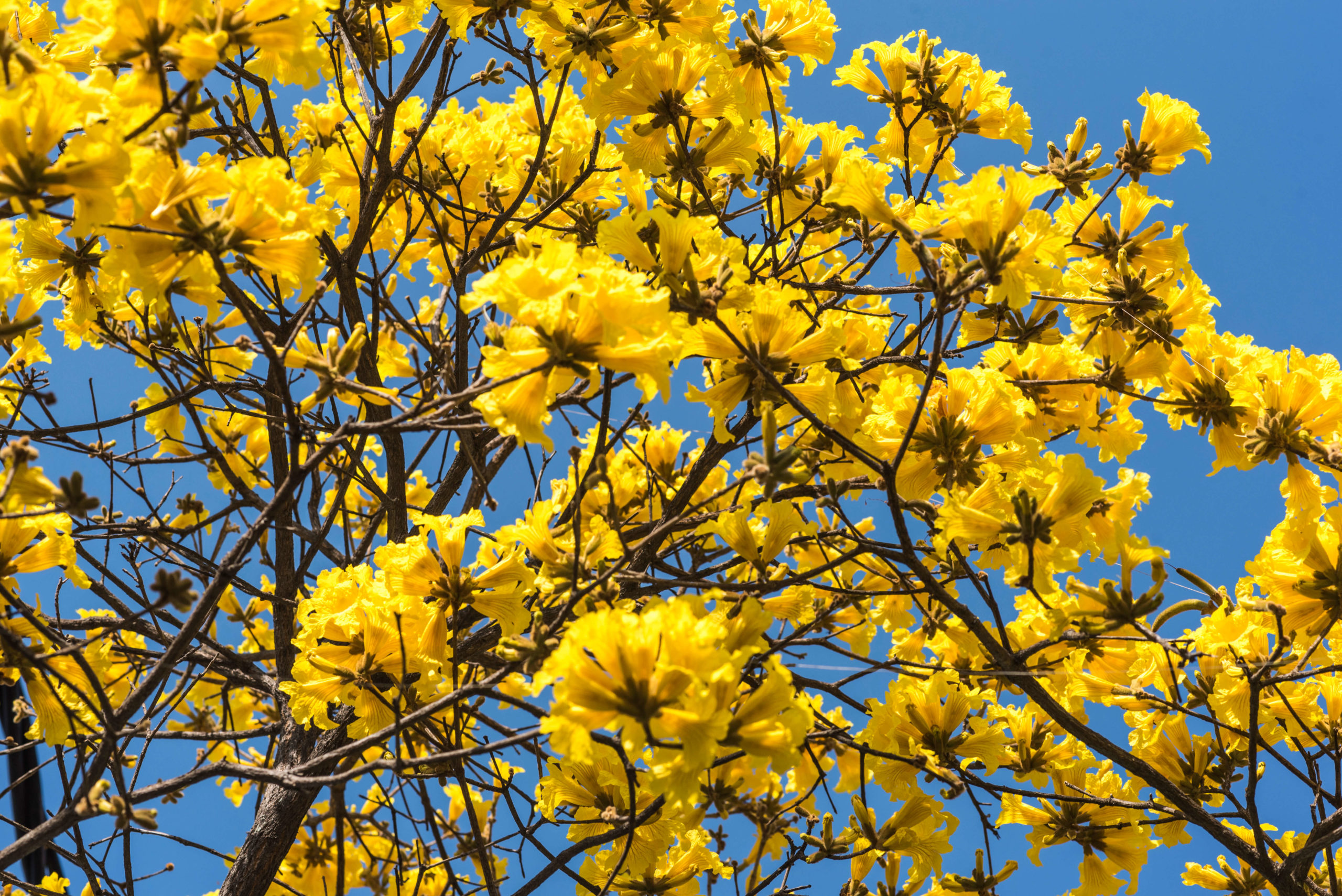Ipê Amarelo