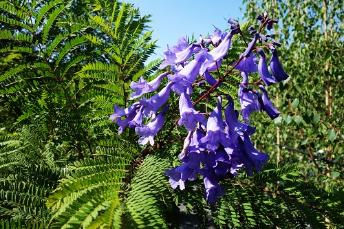 Jacarandá-mimoso