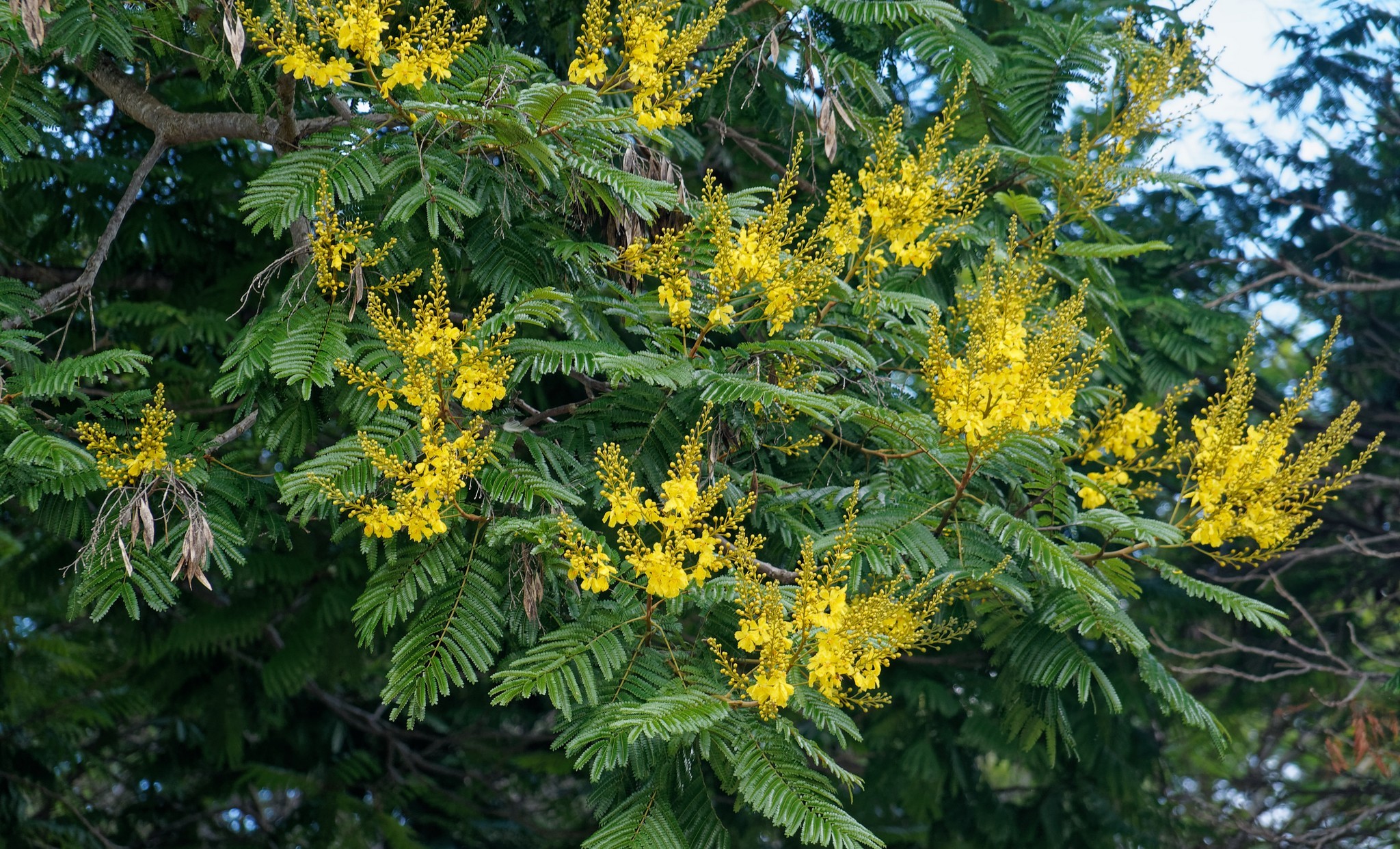 Cambuí