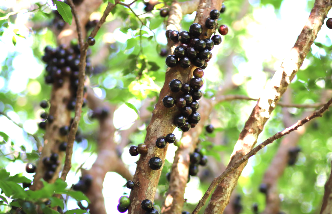 Jabuticaba