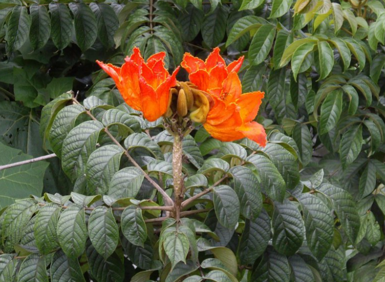 Tulipeira-do-Gabão