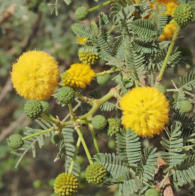 Acácia (Esponjinha)