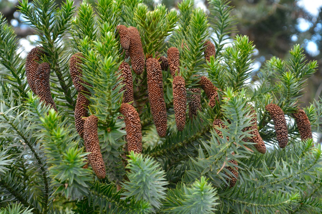 Araucária