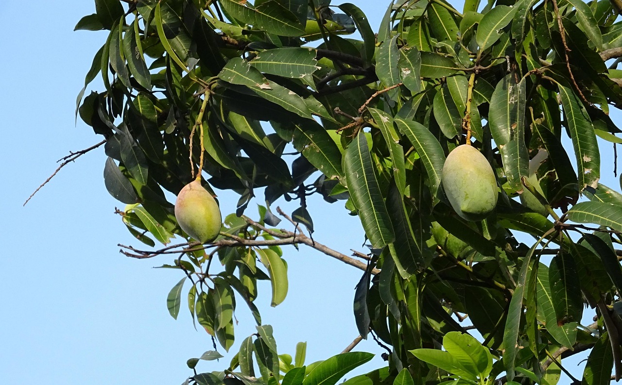Mangueira
