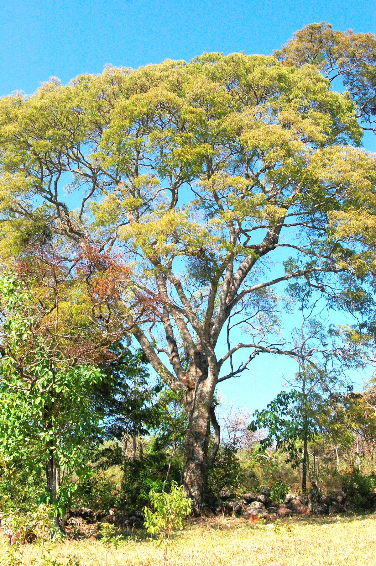 Angico Branco