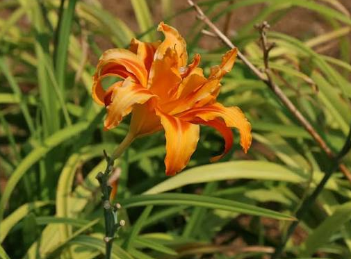 Hemerocalis