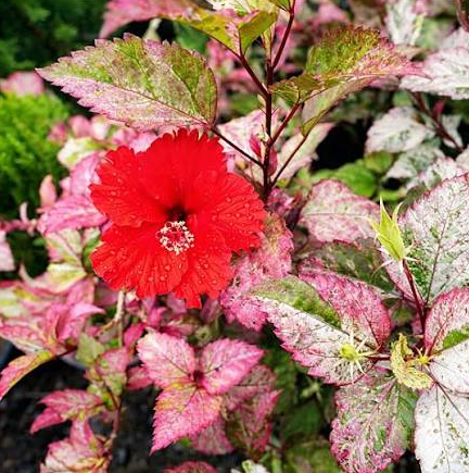 Hibisco Variegado Rosa