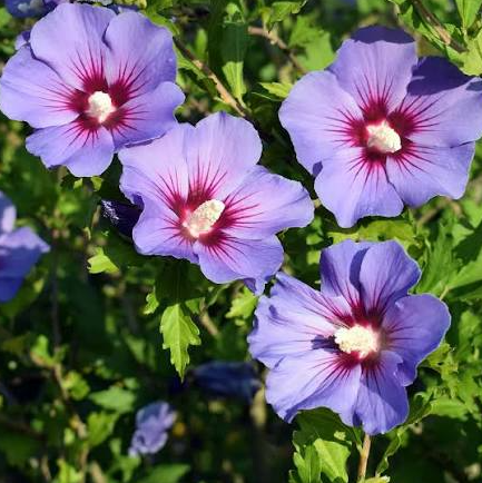 Hibisco-Sírio