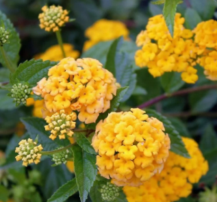 Lantana Amarela