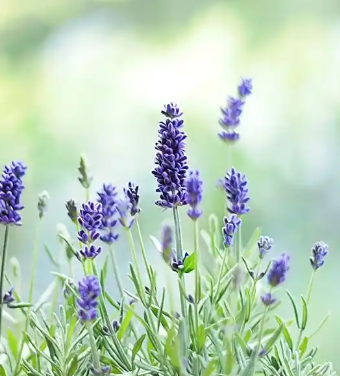 Lavanda