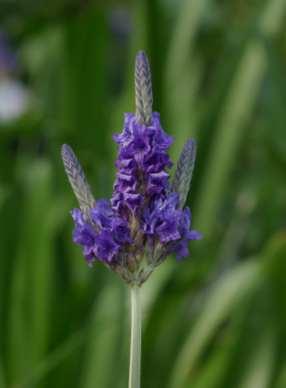 Lavanda do Egito