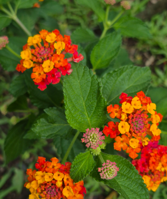 Lantana