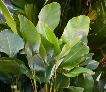 Maranta charuto