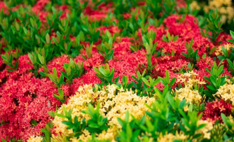 MinI Ixora