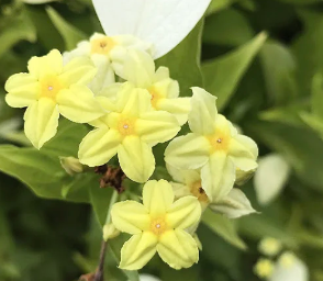 Mussaenda amarela