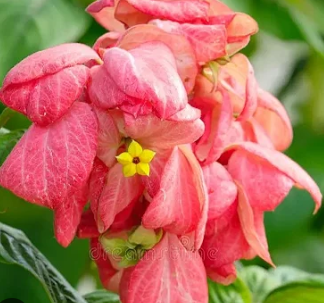 Mussaenda