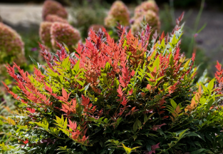 Nandina