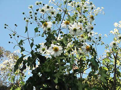 Margarida-de-Árvore