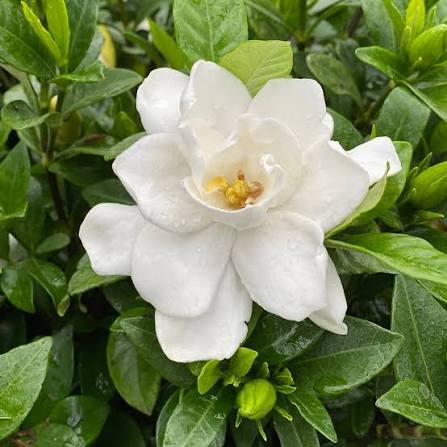 Gardênia