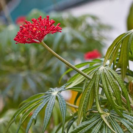 Flor coral