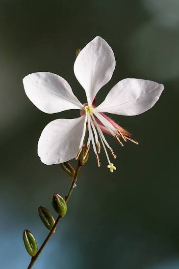 Gaura