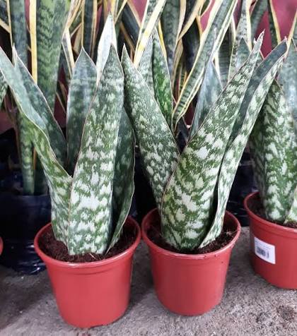 Espada dinamarquesa