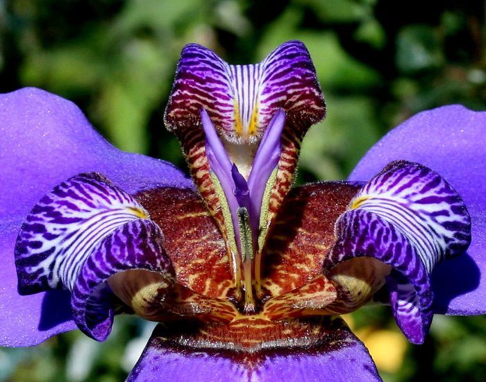 Íris Azul