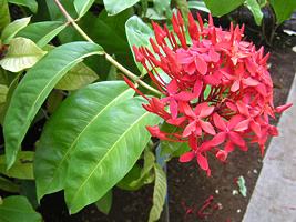 Ixora chinesa