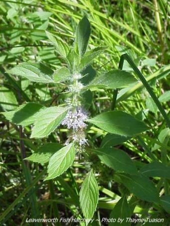 Menta