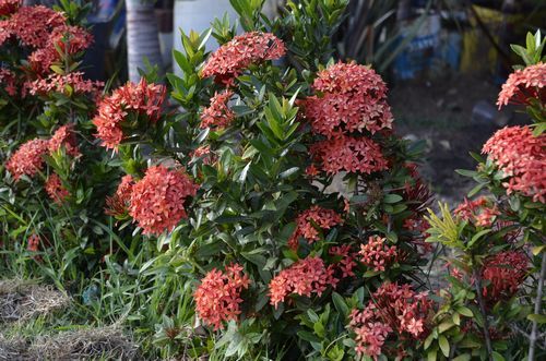 Ixora