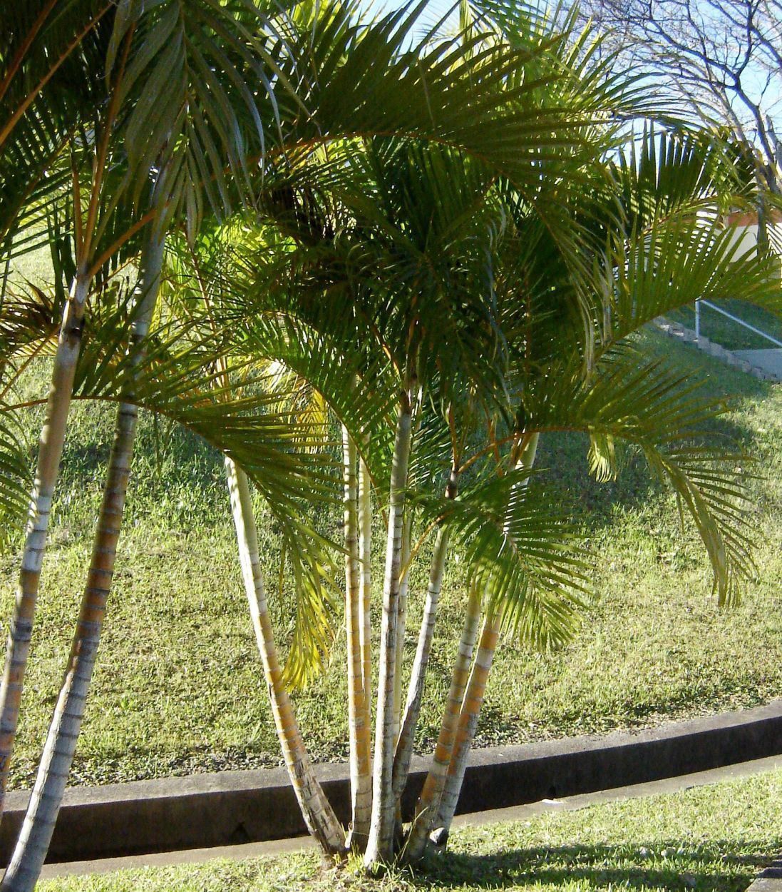 Areca-bambu
