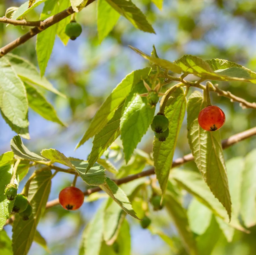 Calabura