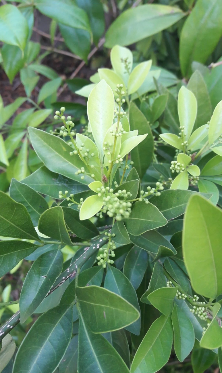 Capororoca