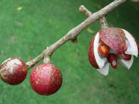 Canjerana
