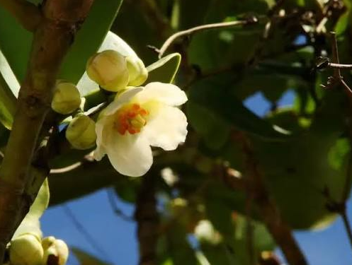 Clúsia