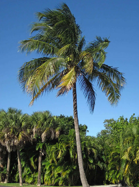 Coqueiro