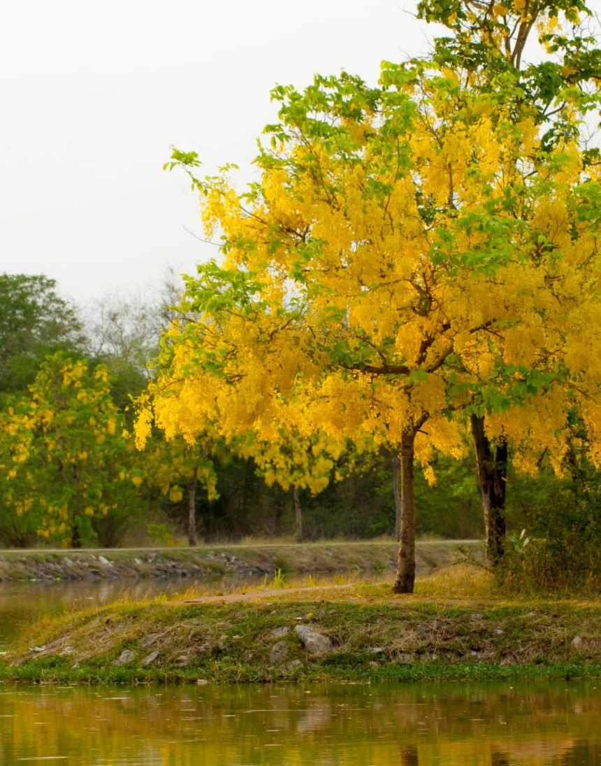 Correntes-de-ouro